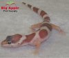 800011M_112_snow_albino_gecko.JPG