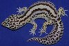 Bold Stripe Mack Snow Leopard Gecko.jpg