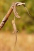 CATERS-LIZARD-HELP-03_181614.jpg
