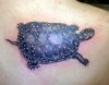 spotted_turtle_by_Ogra_the_Gob.jpg