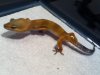 gecko_2.jpg