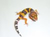 tangerine leo.jpg