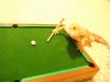 Pool2.jpg
