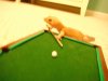 Pool7.jpg