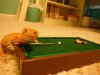 Pool13.jpg