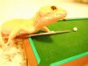 Pool14.jpg