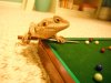 Pool24.jpg