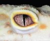 abyssinian leopard gecko eye.jpg