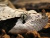 GaboonViper.jpg