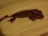 DSC02729.JPG