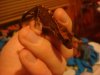 DSC02731.JPG