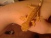 crestie008.jpg