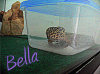 BELLA.PNG