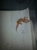 hatchling 4.jpg
