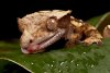 crested-gecko-eye2.jpg