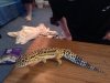 lizard.jpg