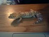 lizard2.jpg