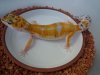 0.1 W&Y Emerine poss.het Raptor.JPG