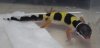 sevenmothersdayhatchlings_05.jpg