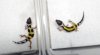 sevenmothersdayhatchlings_04.jpg