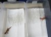 sevenmothersdayhatchlings_02.jpg