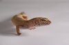 DSC03819 - Copy.JPG