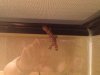 gecko.jpeg