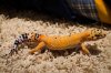 DSC_6412.jpg