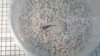 2013-05-27_17-13-05_416.jpg 2013-05-27_17-13-05_416.jpg