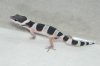 hatchling05.30.13 1.jpg