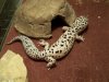 GeckoBlackHoleGoodOne.JPG