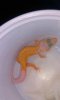 new gecko.jpg