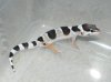 hatchling2 06.10.13.jpg