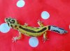 geckogwen.jpg