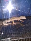IMG_20201116_133729627.jpg