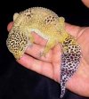 Fat-or-Overweight-Leopard-Gecko.jpg