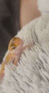 2-beautiful-geckos-with-vivarium-6009b05b5fb38.jpg