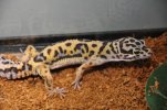 DSC_7694.JPG