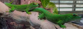 GECKO  YT 3.jpg