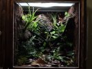 crested-gecko-enclosure.jpg