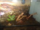 Terrarium 3C.jpg