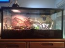 Terrarium Setup 1a.jpg