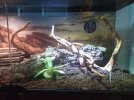Terrarium 1R.jpg