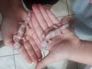 Geckos 1.jpg