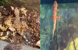 Rough-Tailed Geckos Combo.jpg