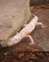 Albino Male 1.jpg