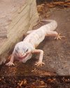 Albino Male 2.jpg