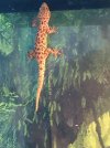 Rough Tailed Gecko.jpg