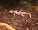 Rough-Tailed Shed 1.jpg