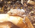 Rough-Tailed Shed 2.jpg